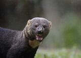 Image. Tayra