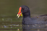 Image. Teichhuhn