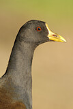 Image. Teichhuhn