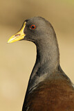 Image. Teichhuhn