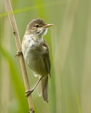 Image. Teichrohrsänger