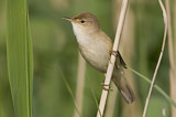 Image. Teichrohrsänger