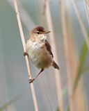 Image. Teichrohrsänger