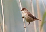 Image. Teichrohrsänger