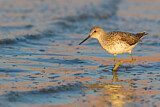 Image. Teichwasserläufer