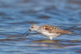 Image. Teichwasserläufer
