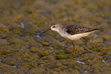 Image. Teichwasserläufer