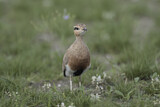 Image. Temminck's Courser