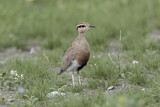 Image. Temminck's Courser