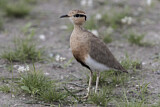 Image. Temminck's Courser
