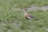 Image. Temminck's Courser