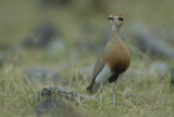 Image. Temminck's Courser