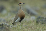 Image. Temminck's Courser