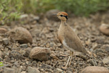 Image. Temminck's Courser