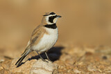 Image. Temminck's Lark