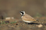 Image. Temminck's Lark
