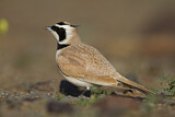 Image. Temminck's Lark