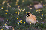 Image. Temminck's Lark