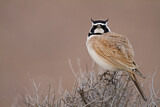 Image. Temminck's Lark