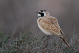 Image. Temminck's Lark