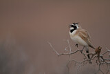 Image. Temminck's Lark