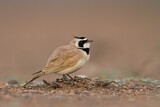 Image. Temminck's Lark