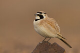 Image. Temminck's Lark