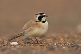 Image. Temminck's Lark