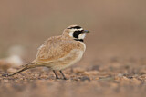 Image. Temminck's Lark