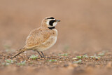 Image. Temminck's Lark
