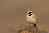 Image. Temminck's Lark