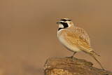 Image. Temminck's Lark