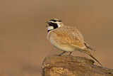 Image. Temminck's Lark