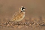 Image. Temminck's Lark