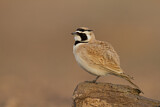 Image. Temminck's Lark