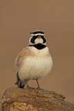 Image. Temminck's Lark