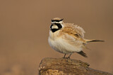 Image. Temminck's Lark