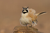 Image. Temminck's Lark