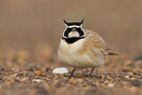 Image. Temminck's Lark