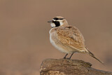Image. Temminck's Lark