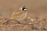 Image. Temminck's Lark