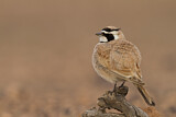 Image. Temminck's Lark