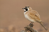 Image. Temminck's Lark