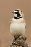 Image. Temminck's Lark