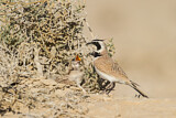 Image. Temminck's Lark