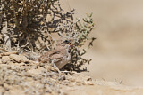 Image. Temminck's Lark
