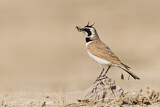 Image. Temminck's Lark