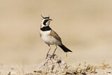 Image. Temminck's Lark
