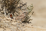 Image. Temminck's Lark