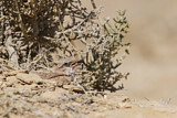 Image. Temminck's Lark